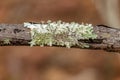 Small Shield Lichen Royalty Free Stock Photo
