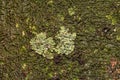 Small Shield Lichen Royalty Free Stock Photo