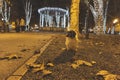 Shih Tzu dog walking around Zagreb Zrinjevac square, lit by christmas lights, in front of music pavillion