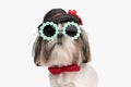 small shih tzu puppy wearing black hat, sunglasses and red bowtie Royalty Free Stock Photo