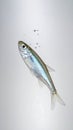 Small shimmering fish swims upwards with tiny bubbles in clean water Royalty Free Stock Photo