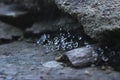 Small shining drops of morning dew on a web in a stone crack Royalty Free Stock Photo