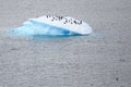 Adelie Penguins resting on small shiny iceberg. Blue and turquoise iceberg in Antarctica and penguins in water.. Royalty Free Stock Photo