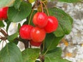 Small shiny red crab apples, variety Red Sentinel Royalty Free Stock Photo