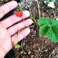 A small shiny red strawberry on a branch of a green leafy strawberry plant. Royalty Free Stock Photo