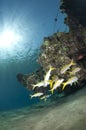 Small shoal of Yellowfin goatfish in shallow water