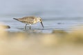 A first calendar year curlew sandpiper foraging during fall migration at a lake. Royalty Free Stock Photo