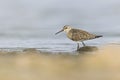 A first calendar year curlew sandpiper foraging during fall migration at a lake. Royalty Free Stock Photo