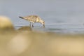 A first calendar year curlew sandpiper foraging during fall migration at a lake. Royalty Free Stock Photo