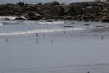 Small shorebirds walking on the beach
