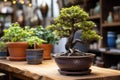 a small, short bonsai tree next to a large pot