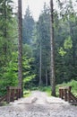 A small short bridge across the river for driving cars in the middle of the forest Royalty Free Stock Photo