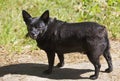 Small short-haired black dog on a walk.