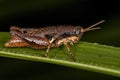 Small Short-horned Grasshopper