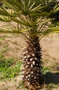 Small short palm tree, tropical beach concept.