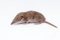 An small shrew