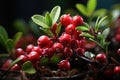 Small shrub with berries ripe cranberries. Generative AI
