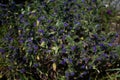 Vipers bugloss Royalty Free Stock Photo