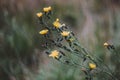 Small shrub yellow flowers in autumn. Close up. Beautiful yellow flowers on a blurred background