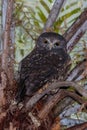 Ruru or Morepork Endemic Owl of New Zealand