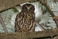 Ruru or Morepork Endemic Owl of New Zealand