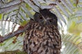 Ruru or Morepork Endemic Owl of New Zealand