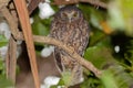 Ruru or Morepork Endemic Owl of New Zealand