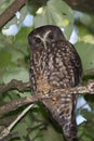 Ruru or Morepork Endemic Owl of New Zealand