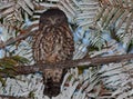 Ruru or Morepork Endemic Owl of New Zealand