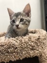Small shy scared kitten in pet shelter