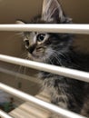 Small shy scared kitten in pet shelter