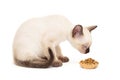 Small Siamese kitten and a tartlet with dry food