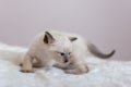 A small Siamese kitten in a tiger pose unfolds. Brown nose and tail, blue eyes.