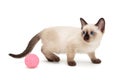 Small Siamese kitten and toy