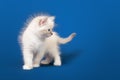 Small Siberian Neva Masquerade kitten Royalty Free Stock Photo