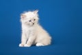 Small Siberian Neva Masquerade kitten Royalty Free Stock Photo