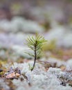 A small Siberian pine tree grows among white moss.