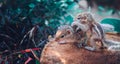 Small sibling squirrel baby getting onto siblings back, cute adorable animal-themed photograph, three-striped palm squirrel babies