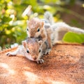 Small sibling squirrel baby rides big brothers back, cute adorable animal-themed photograph, three-striped palm squirrel babies