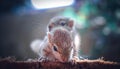 Small sibling squirrel baby rides big brothers back, cute adorable animal-themed photograph, three-striped palm squirrel babies