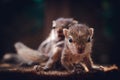 Small sibling squirrel baby rides big brothers back, cute adorable animal-themed photograph, three-striped palm squirrel babies