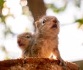 Small sibling squirrel baby rides big brothers back, cute adorable animal-themed photograph, three-striped palm squirrel babies