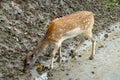 A small sika deer is looking for food Royalty Free Stock Photo