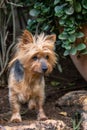 Pet dog explores the garden