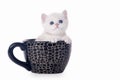 Small silver british kitten in cup