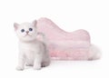 Small silver british kitten with pink divan