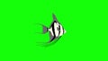 Small Silver Scalare Angelfish Chroma Key