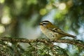 A small singing Common Firecrest Regulus ignicapilla in Estonian boreal forest