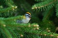 A small singing Common Firecrest Regulus ignicapilla with raised crest in Estonian boreal forest
