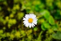 Small single daisy